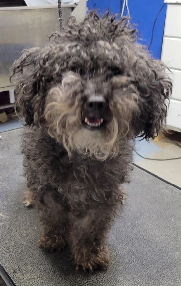 Curly black dog smiling indoors.