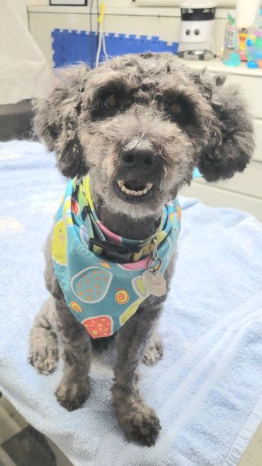 Gray dog with a colorful bandana sitting on a towel.