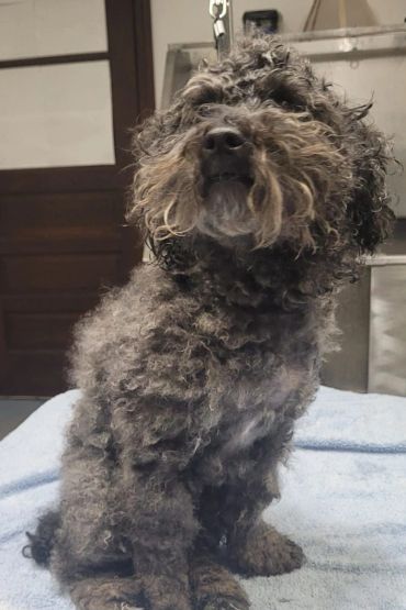 Curly-haired dog sitting on a table.