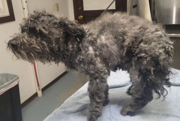 A scruffy gray dog stands on a towel indoors.