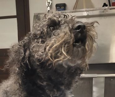 Curly-haired dog with a scruffy face indoors.
