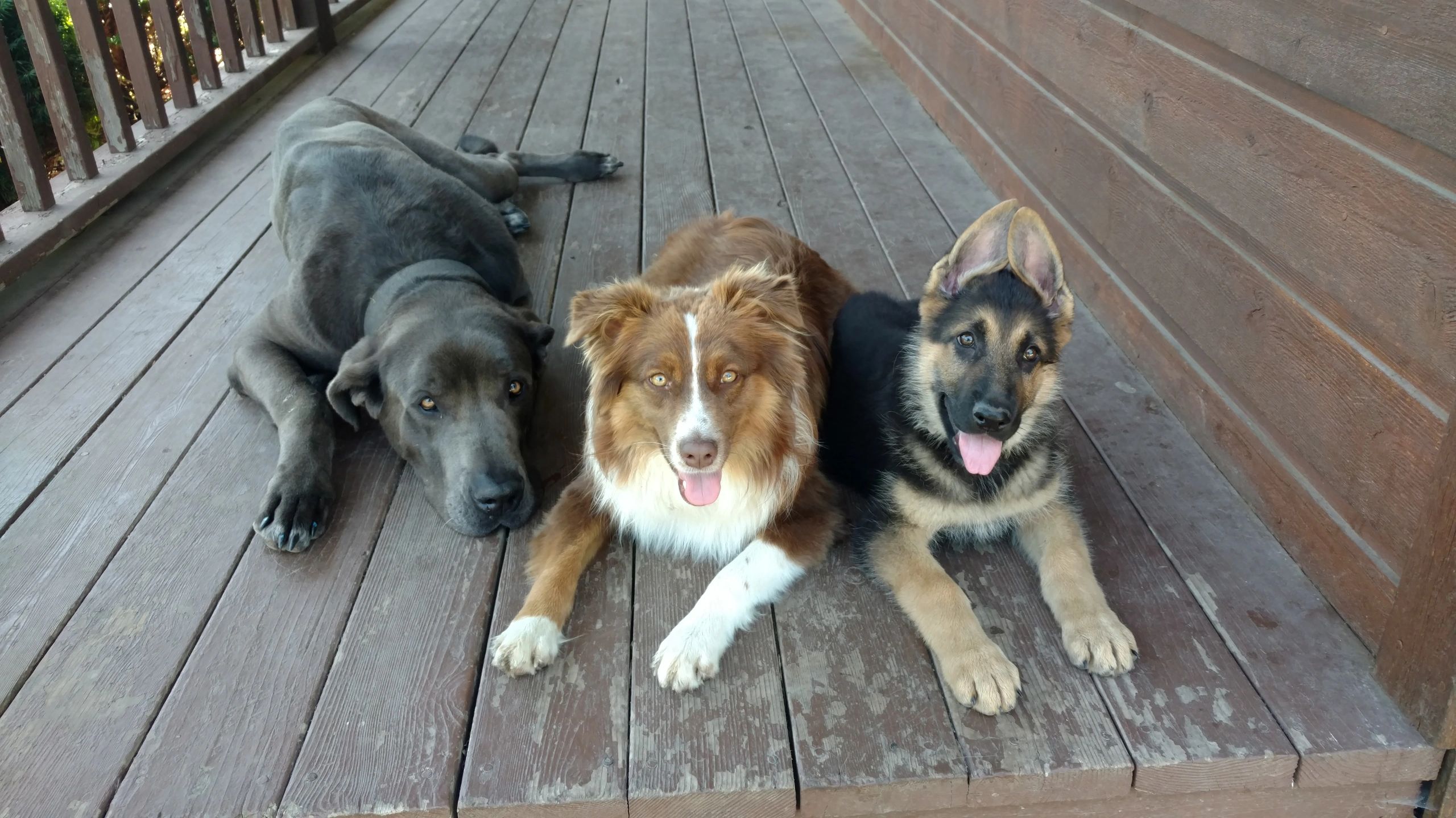 Dog Training TC&Mtraining