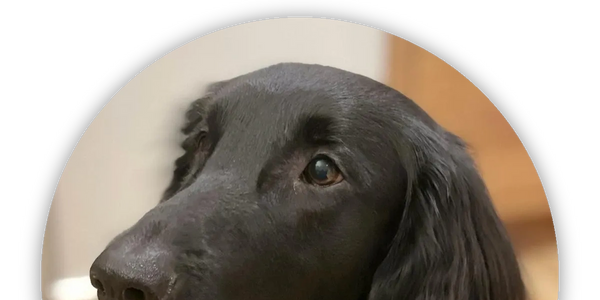 Mowgli Flat Coated Retriever Dog