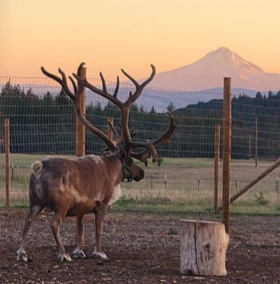 A large elk with impressive antlers stands near a fence at sunset.