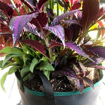 Arrangement of plants in a mesh growbag