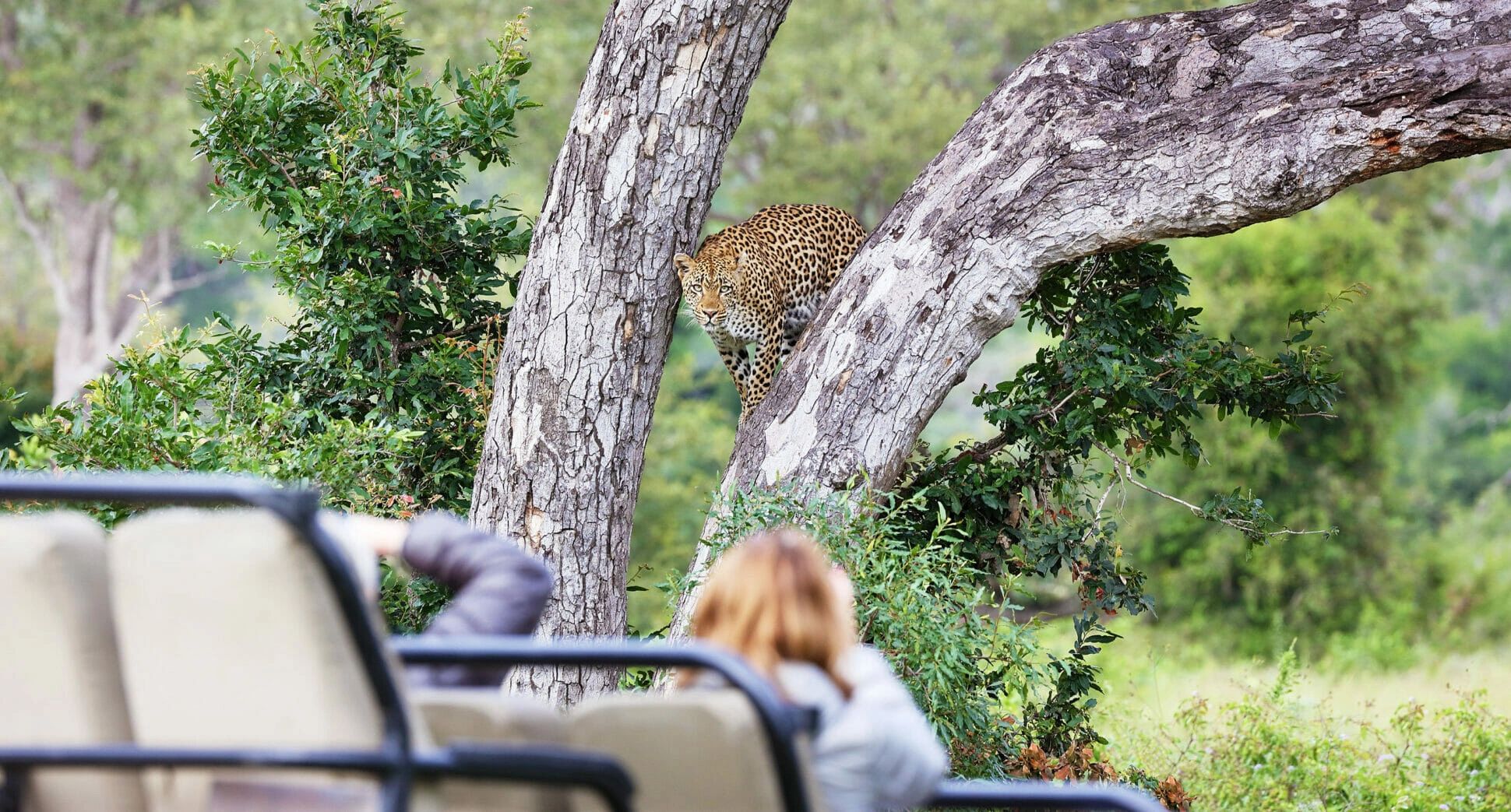 African Photo Safari, leopard