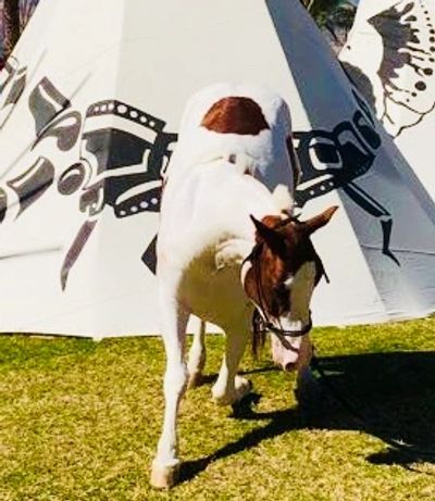 Horse kneeling at tribal village for pictures