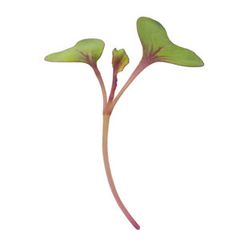 Cabbage Red Microgreen