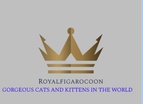 ROYAL FIGARO COON