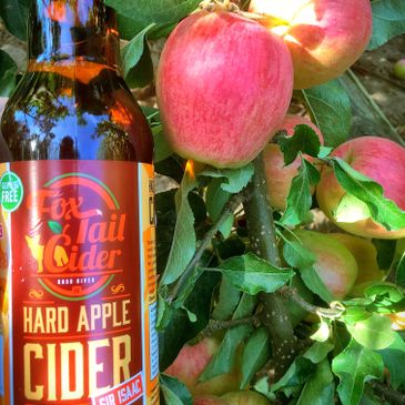 Cider next to an apple tree.