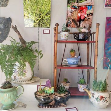 Succulent and cactus plants arranged in vintage teacups and teapots on shelves.