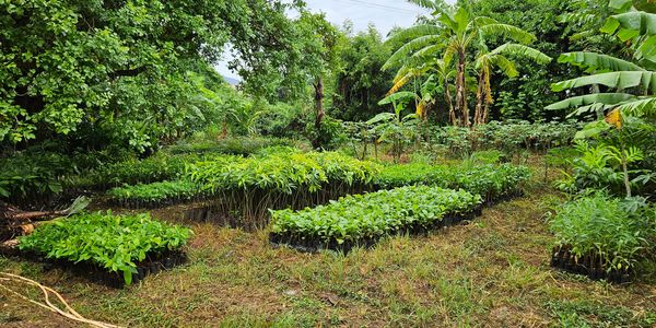 Organized rows of young plants in a lush, tropical nursery setting.