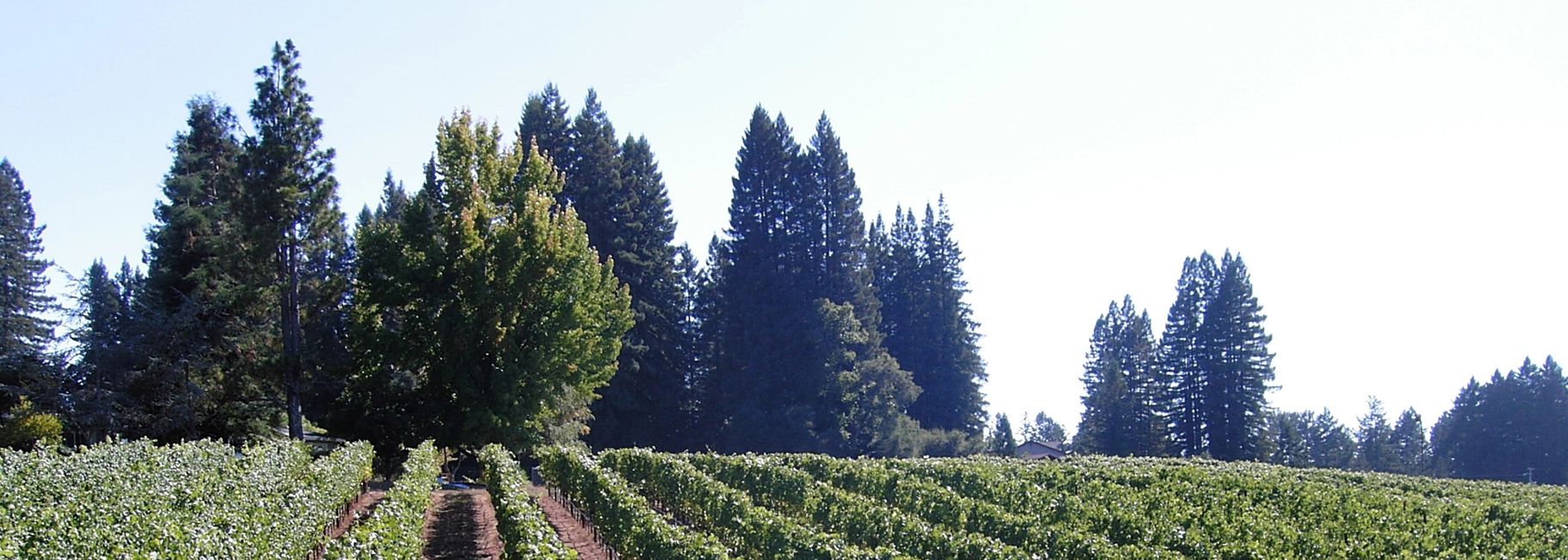 The Vineyard Occidental Ridge Vineyard LLC