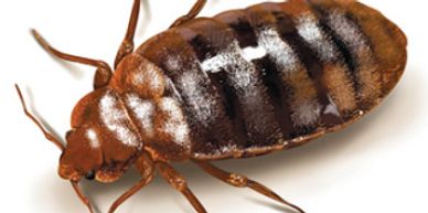 Close-up of a bed bug on a white background.