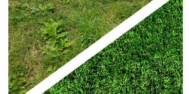 Comparison of dull, patchy grass and vibrant, lush green grass.