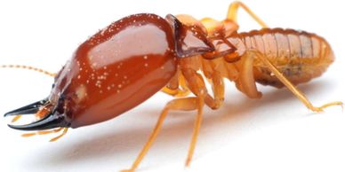 Close-up of a termite against a white background.