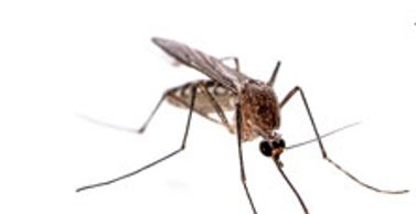 Close-up of a mosquito against a white background.