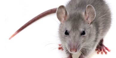 A gray rat with pink paws and tail eating a small piece of food.