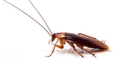 Close-up of a brown cockroach isolated on white background.