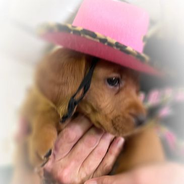 Olivia's Cowgirl!