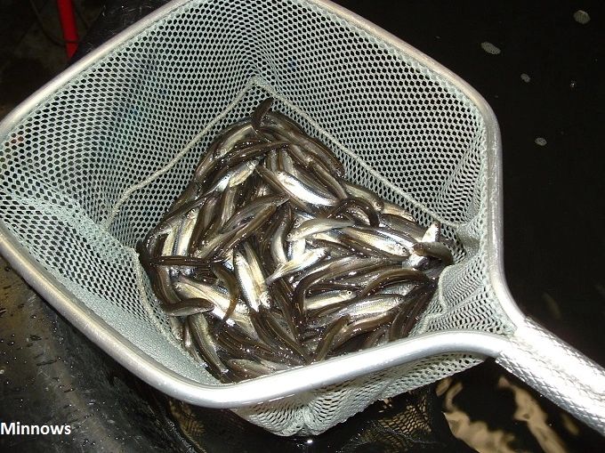 75+ Live Feeder Fish Black Tuffies/Fathead Minnow (FREE 2-Day S) GUARANTEE  ALIVE