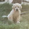  Labrador4life.com

GoldenRetrievers4life.com

Puppies coming Dec