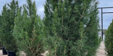Eldarica (Aphgan) Pines are a great choice for a live Christmas tree.