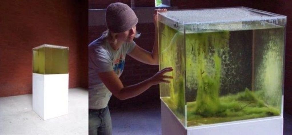 Person interacting with a large aquarium containing green algae.