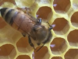 Worker honeybee tending honey filled comb