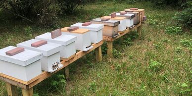 5 frame nucleus hives 