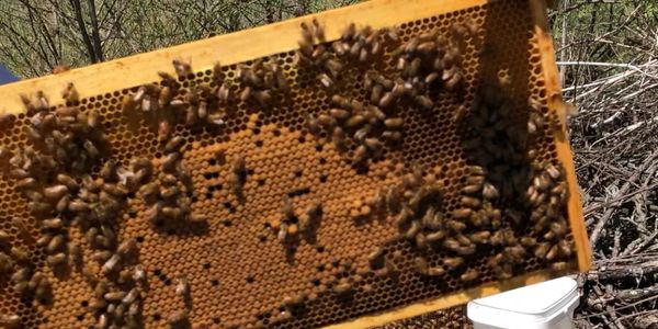 Deep frame of capped honeybee brood