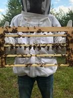 My first successful queen grafts 2 days from hatching.  August 2017