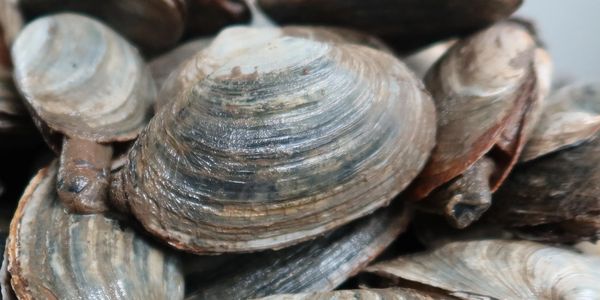 Atlantic Surf Clam Shells from Maine – WashAshore Store