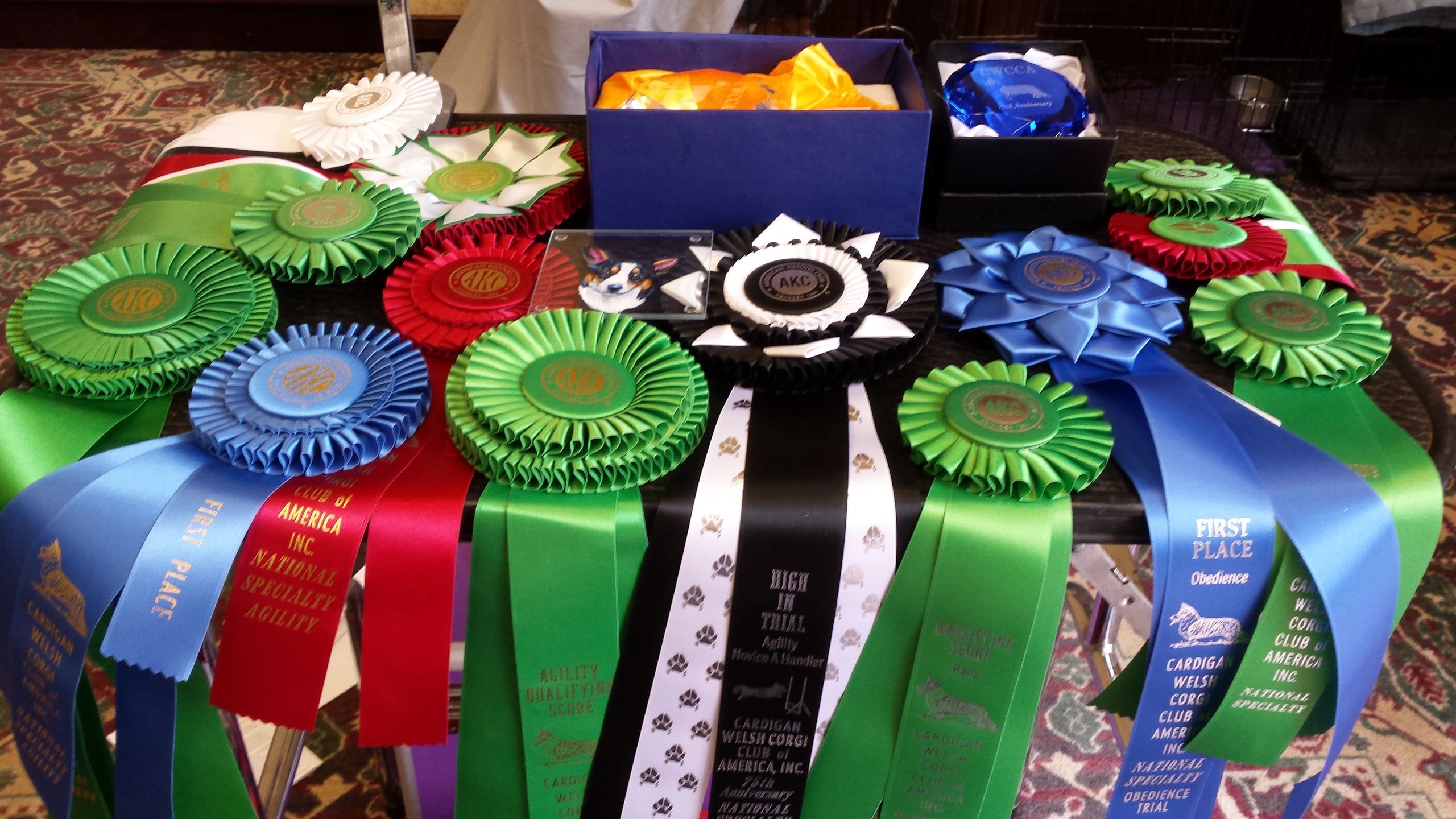 AKC CHAMPION
Cardigan Welsh Corgis
and
Tibetan Spaniels