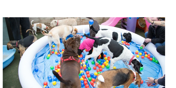 Doggy Daycare Trafford Park Pool