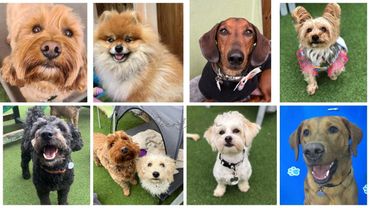 all the dogs looking at camera