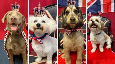 All the rocks are having crown on their head