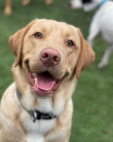 a dog looking at camera and smiling