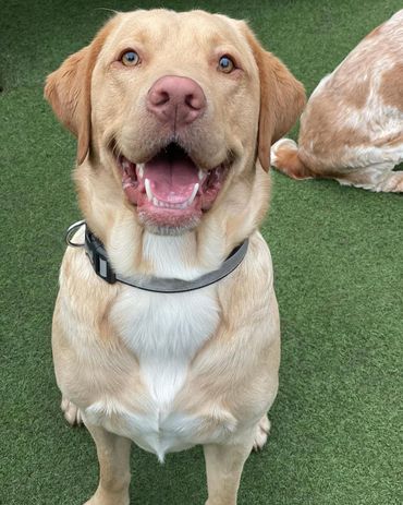 A dog giving a smile for camera