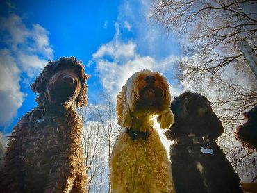 dog sitting one after another