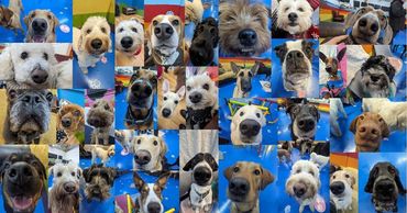 Close pictures of dogs