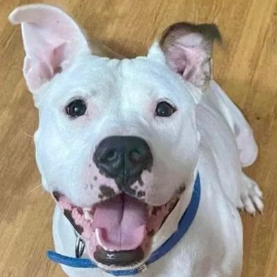 Happy white dog with one ear up and a blue collar.