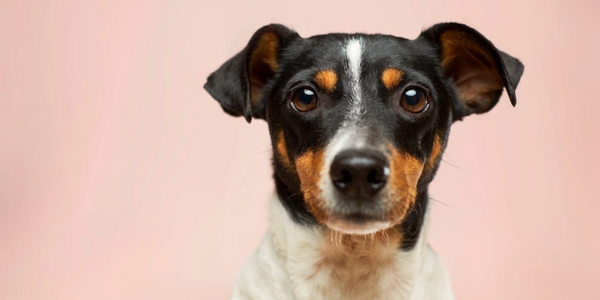 Click here to complete foster application