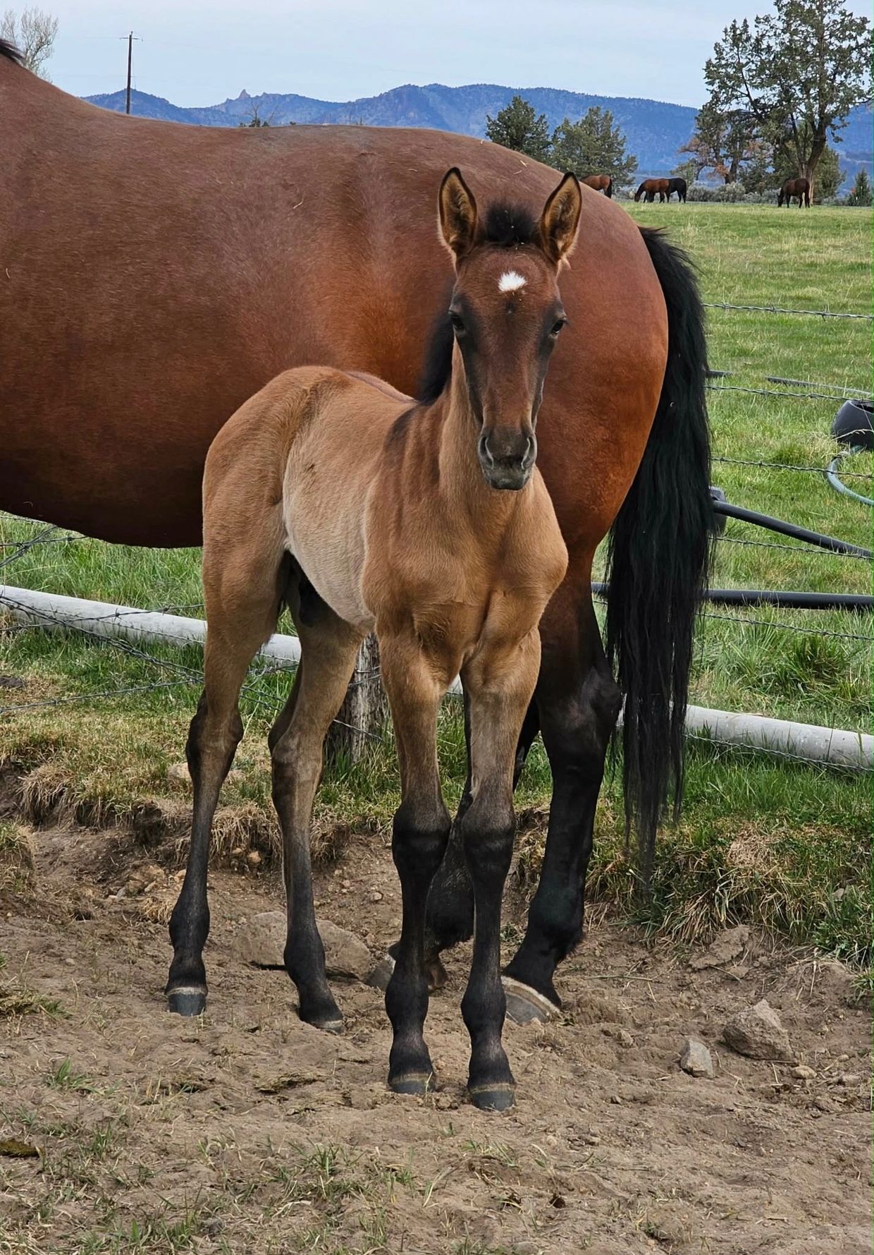 A foal standing in front of its mother in a field.