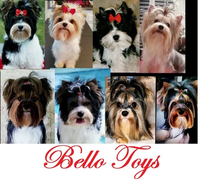 Bello Toys in Virginia, Yorkshire Terrier puppies