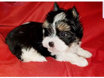 Bello Toys in Virginia, Yorkshire Terrier puppies