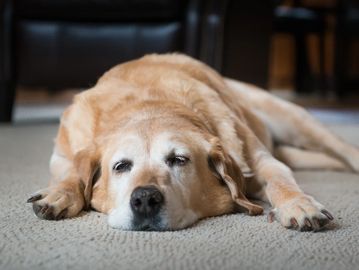 A dog laying on a carpet floor 