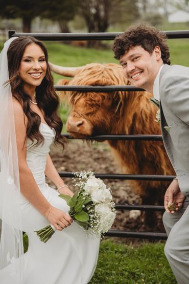 Bride and groom posing with a Highland cow on their wedding day.