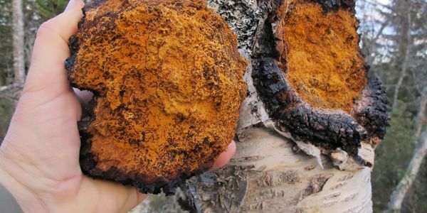 wild chaga mushroom