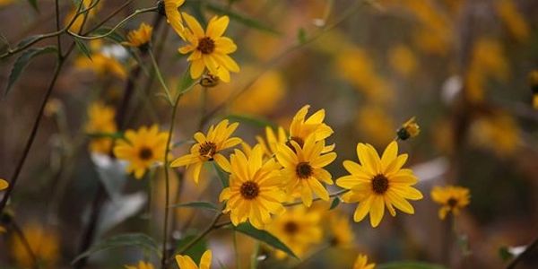 arnica flowers